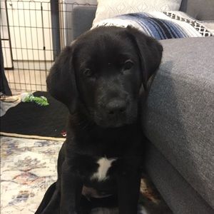 Meet your Posher, Devon